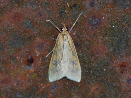 Udea ferrugalis